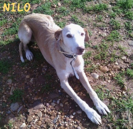 NILO